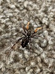 Nyssus coloripes