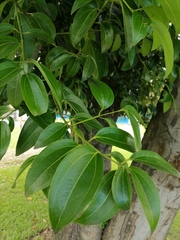 Cinnamomum verum
