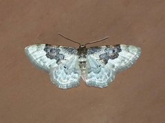 Idaea rusticata