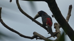 Pteroglossus torquatus