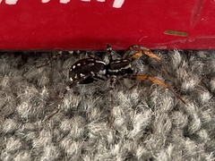 Nyssus coloripes