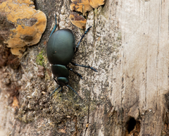 Timarcha tenebricosa