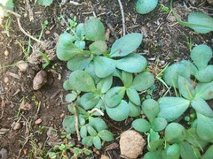 Crassula capensis