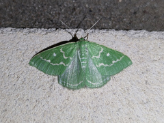 Thetidia smaragdaria