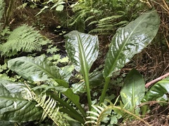 Lysichiton americanus