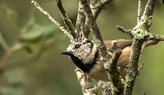 Lophophanes cristatus