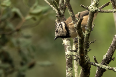 Lophophanes cristatus