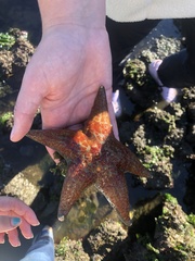 Dermasterias imbricata