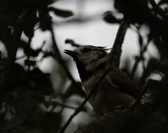 Lophophanes cristatus