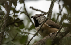Lophophanes cristatus