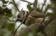 Lophophanes cristatus