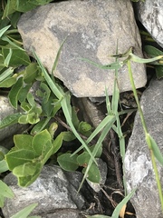 Trisetum distichophyllum