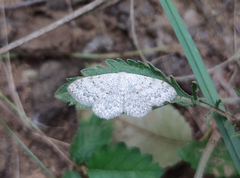 Scopula marginepunctata