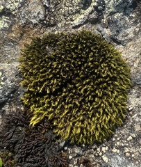 Grimmiaceae