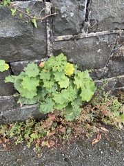 Alchemilla mollis