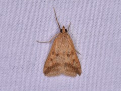 Achyra bifidalis