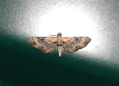 Eupithecia linariata