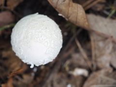 Lycoperdon mammiforme