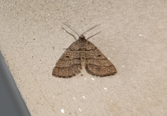 Isturgia murinaria