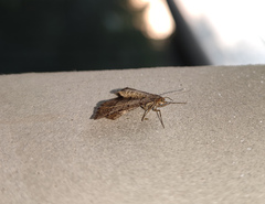 Isturgia murinaria