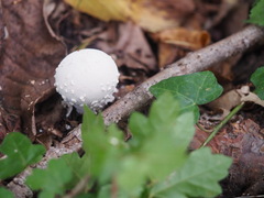 Lycoperdon mammiforme