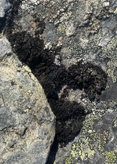 Lichinaceae