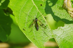 Ptychoptera contaminata