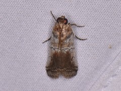 Chararica hystriculella