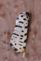 Tarache idella