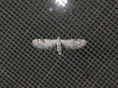 Eupithecia centaureata