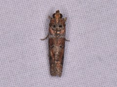 Sciota rubrisparsella