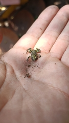 Eleutherodactylus nitidus