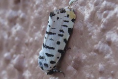 Tarache idella