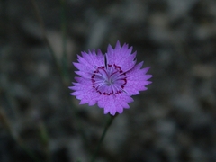 Dianthus