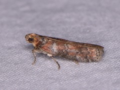 Sciota rubrisparsella