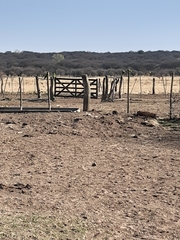 Thectocercus acuticaudatus