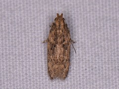 Hypatima