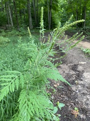 Ambrosia artemisiifolia