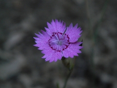 Dianthus