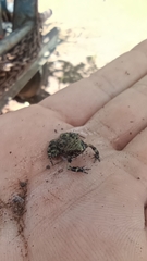 Eleutherodactylus nitidus