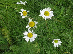 Tripleurospermum maritimum
