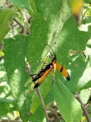 Calopteron