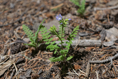 Polemonium pulcherrimum delicatum