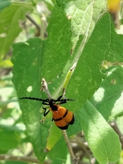 Calopteron
