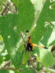 Calopteron