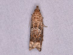 Epiblema abruptana