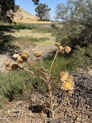 Cynara cardunculus