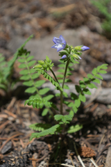 Polemonium pulcherrimum delicatum