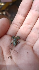 Eleutherodactylus nitidus