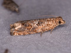 Epiblema abruptana